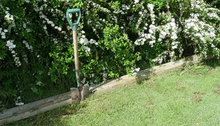 Et bilde som inneholder tre, gress, utend�rs

Beskrivelse som er generert med sv�rt h�y visshet