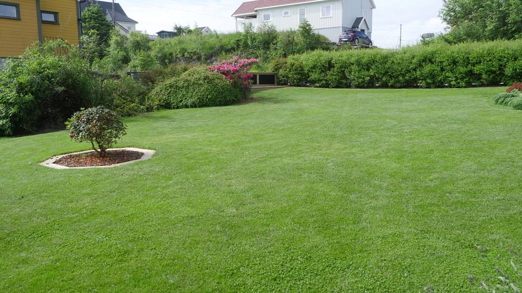 Et bilde som inneholder gress, utend�rs, tre, himmel

Beskrivelse som er generert med sv�rt h�y visshet